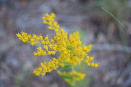 Image de Solidago odora Ait.