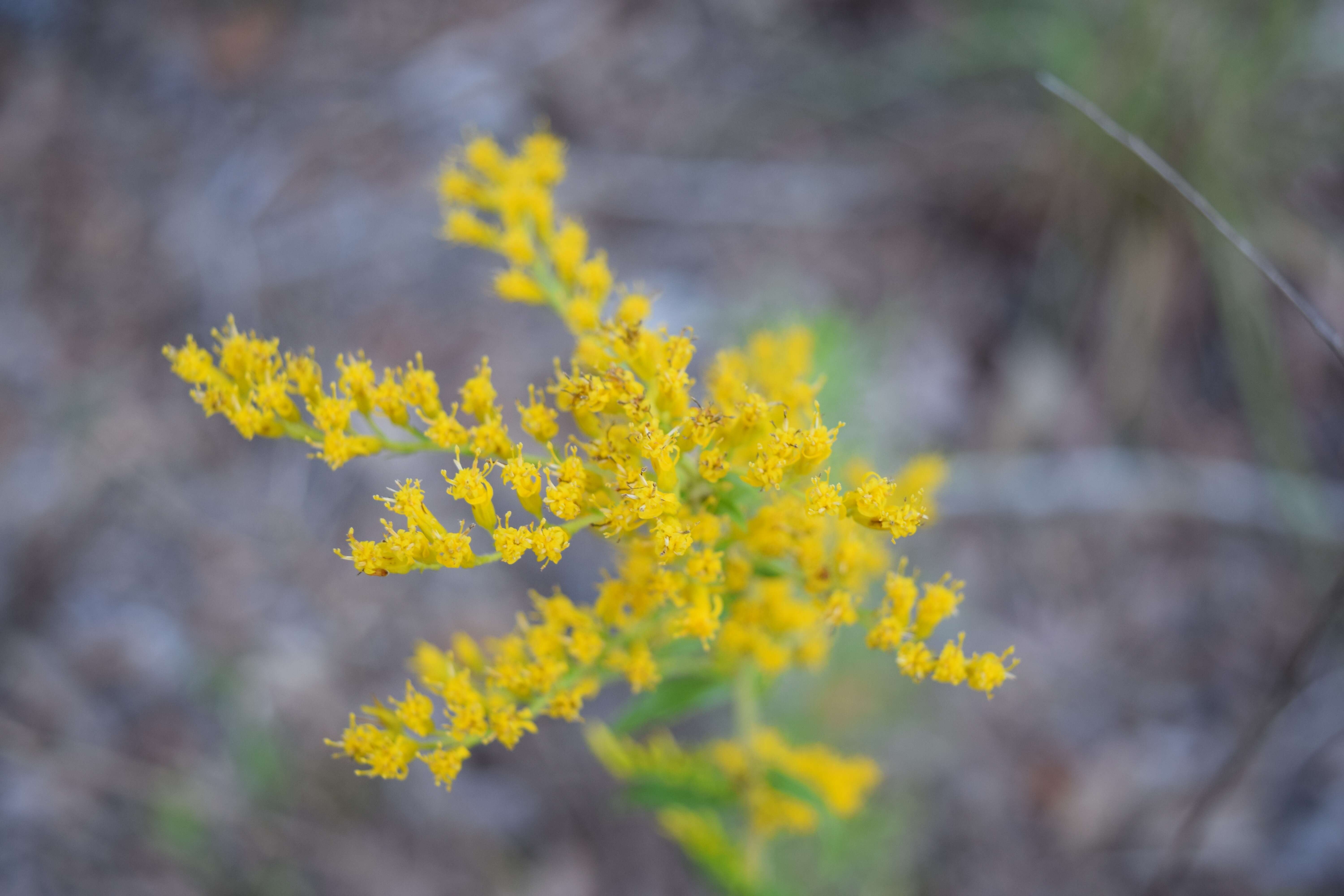 Image of anisescented goldenrod