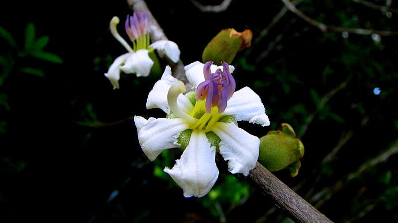 Image of Henriettea succosa (Aubl.) DC.