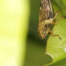 Image of European Alder Spittlebug