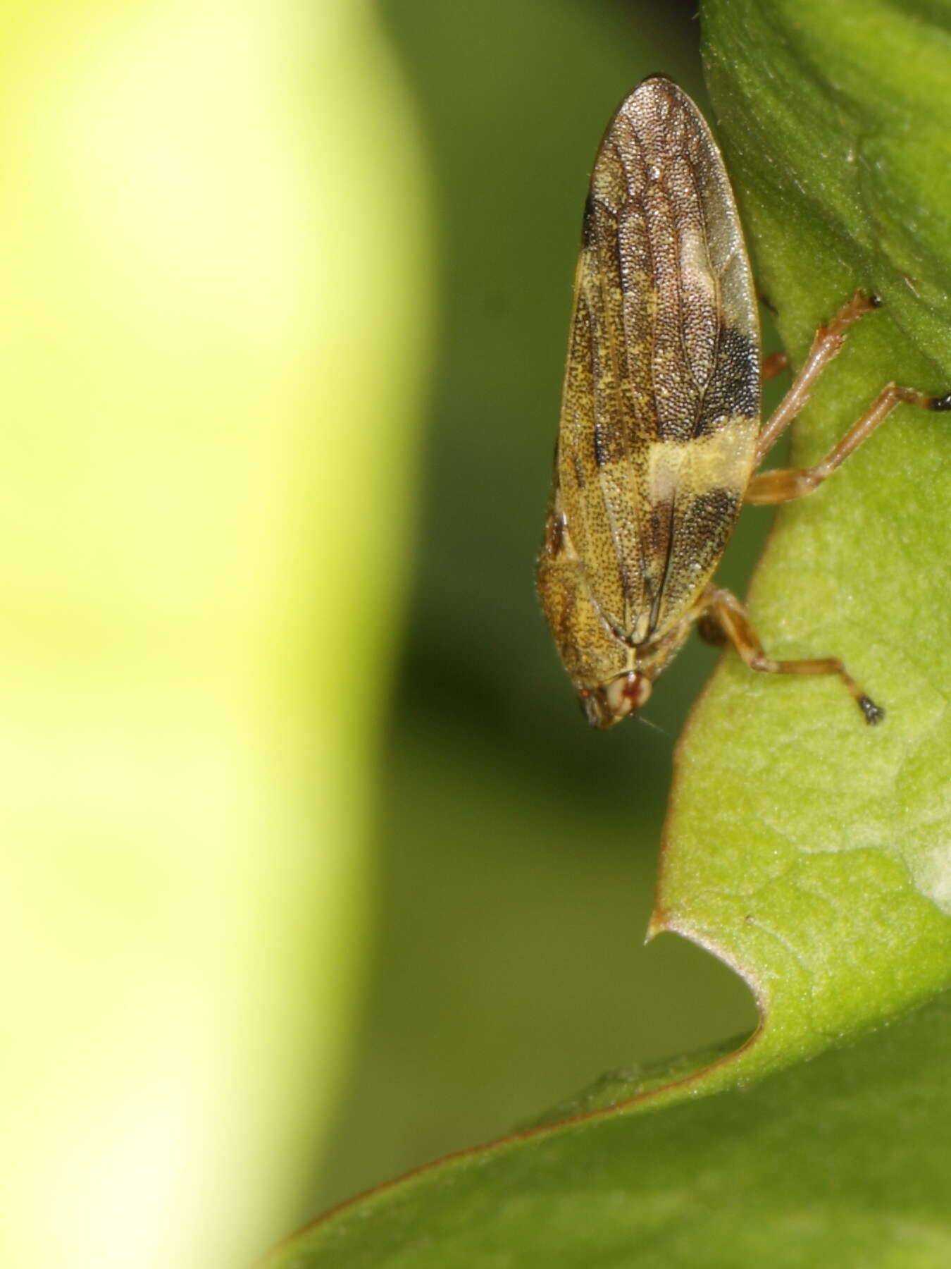 Image of cicadas and relatives
