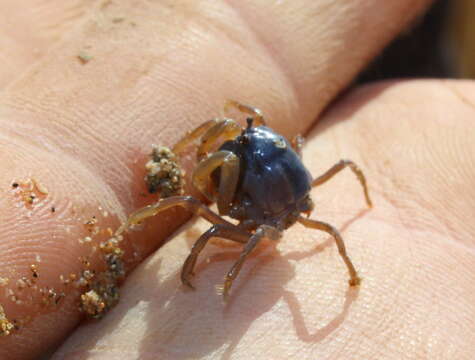 Image of grenadier crabs