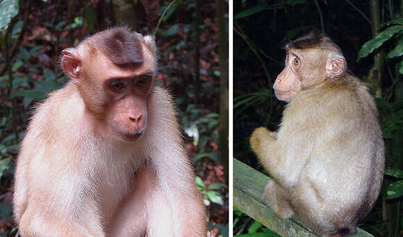 Image of Pig-Tail Macaque