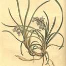 Image of Ophiopogon Japonicus