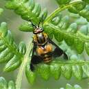 Image of Chrysops caecutiens (Linnaeus 1758)