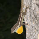 Image of Anguilla Bank Anole