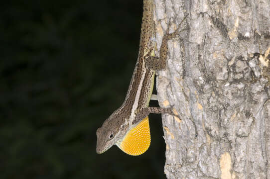 Image of Anguilla Bank Anole