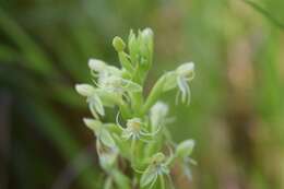 Image of Waterspider bog orchid