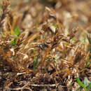 Image of common hardgrass