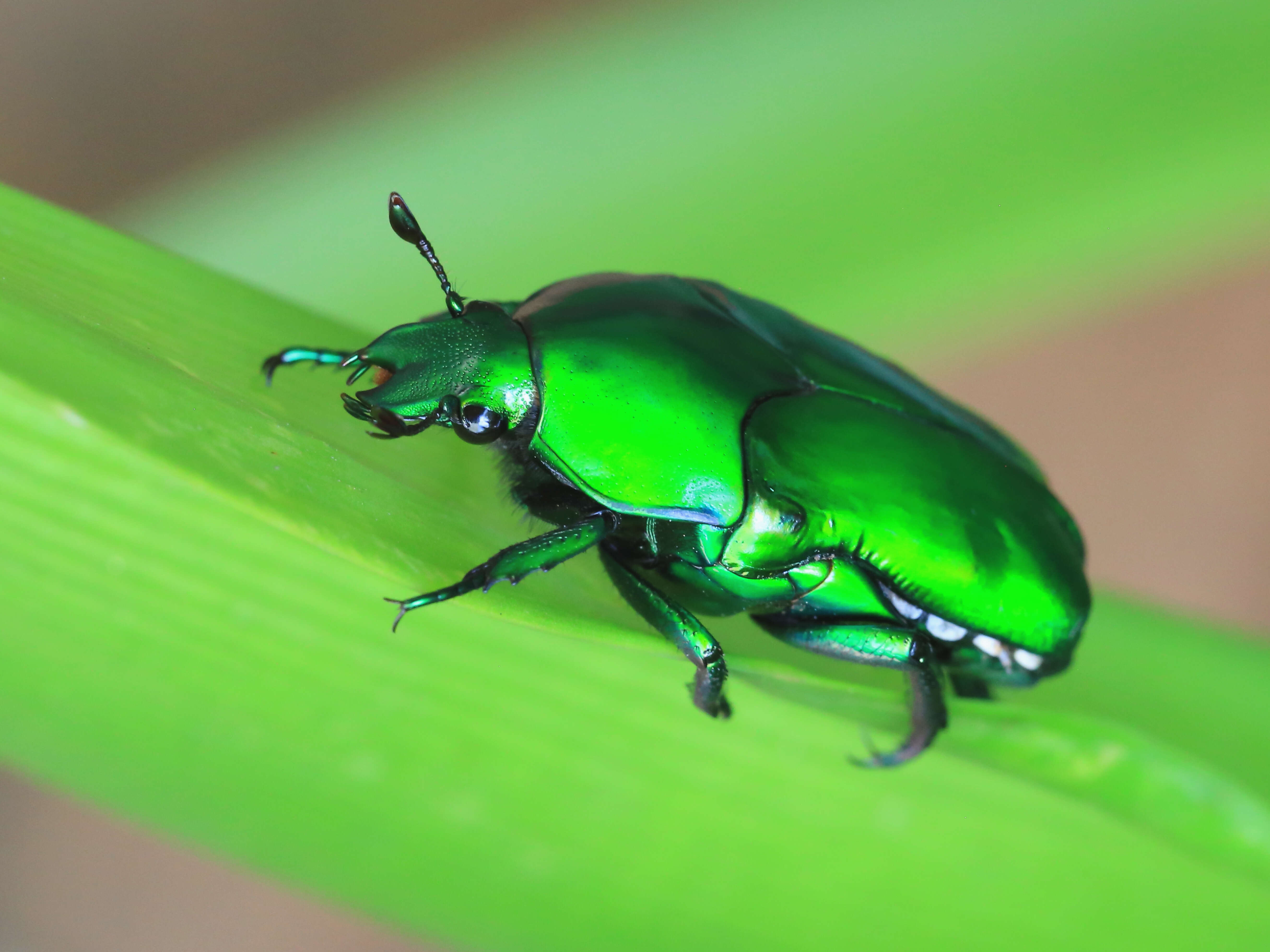 Image de Ischiopsopha wallacei (Thomson 1857)