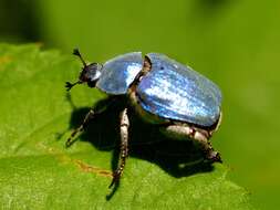 Image of Monkey Beetles