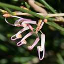 Image of Hakea verrucosa F. Müll.