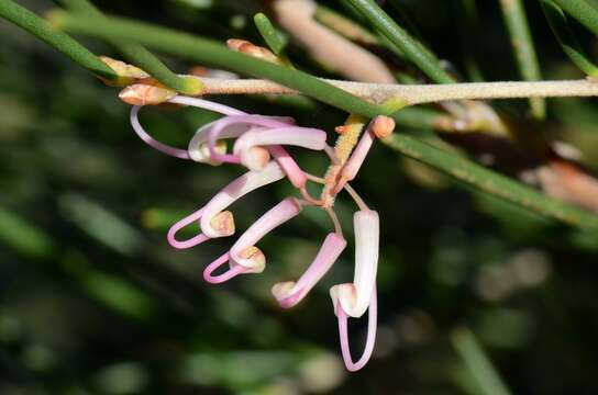 Image of Hakea verrucosa F. Müll.