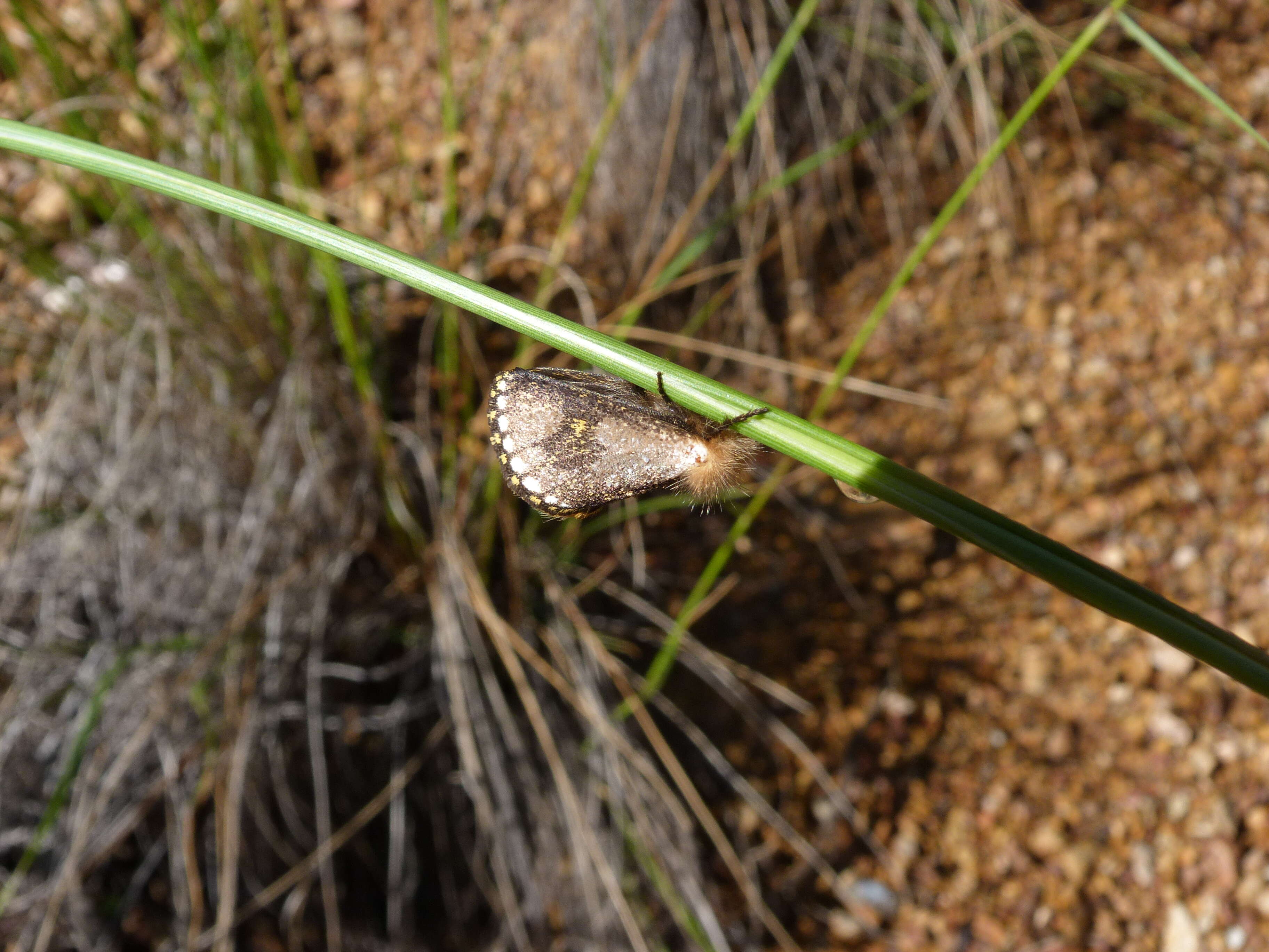 Image of Lepidoptera