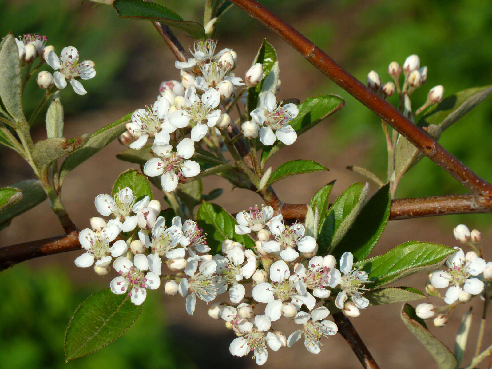 Image of Chokeberries