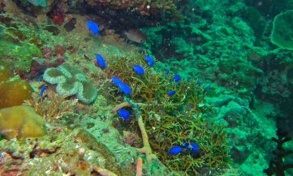 Image of Blue damsel