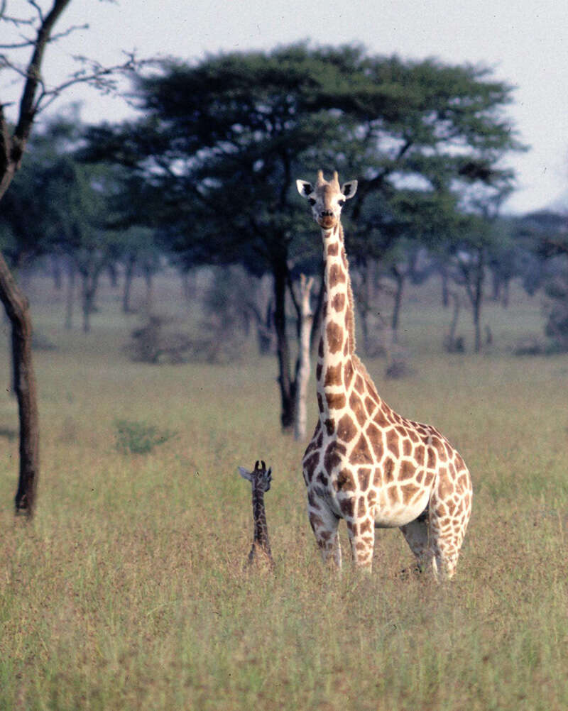 Image of Giraffes