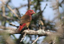 Image of Red-billed Firefinch