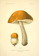 Image of Leccinum