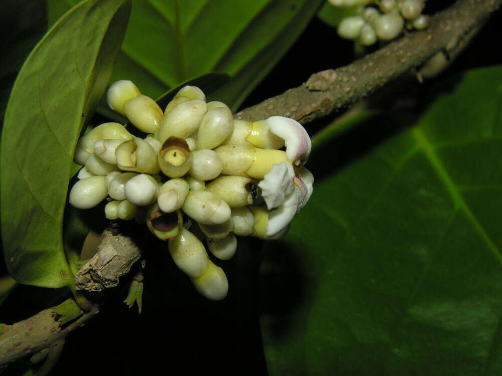 Image of Schlegelia parviflora (Oerst.) Monach.