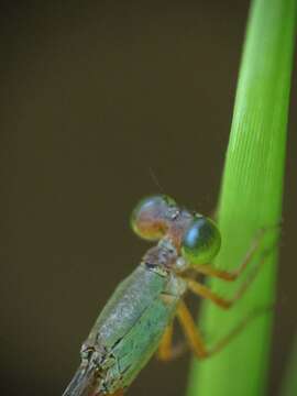 Imagem de Ceriagrion cerinorubellum (Brauer 1865)