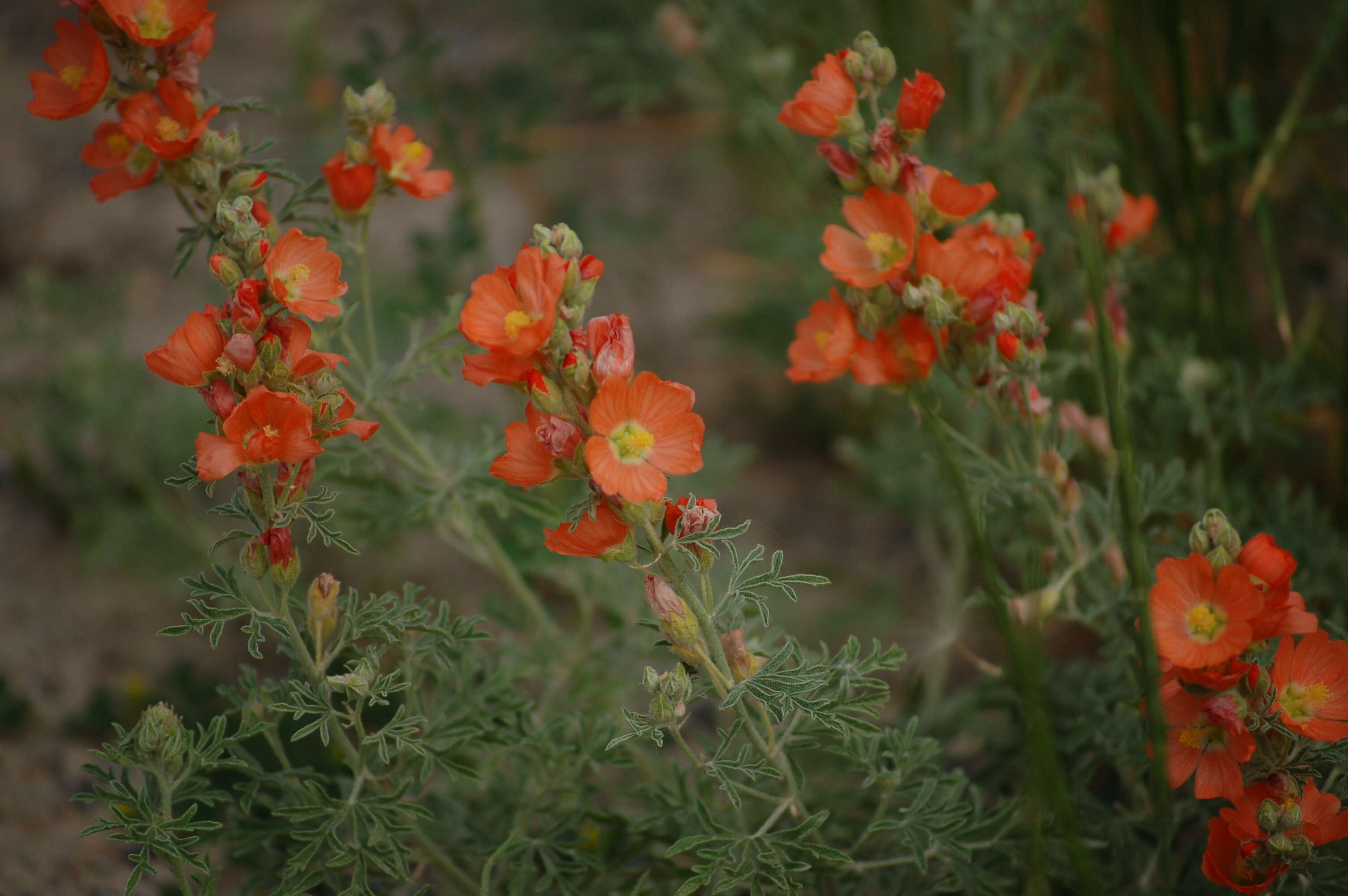 Image of globemallow