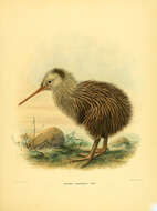 Image of Kiwis