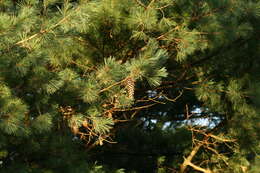 Image de Pinus ayacahuite Ehrenb. ex Schltdl.