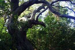 Image of Southern Live Oak