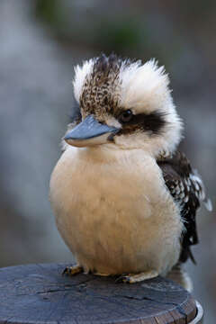 Image of Kookaburra