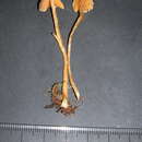 Image of Cortinarius acutovelatus Rob. Henry 1988