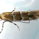 Слика од Phyllonorycter tritaenianella (Chambers 1871)