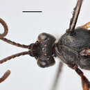 Image of Ichneumon suspiciosus Wesmael 1845