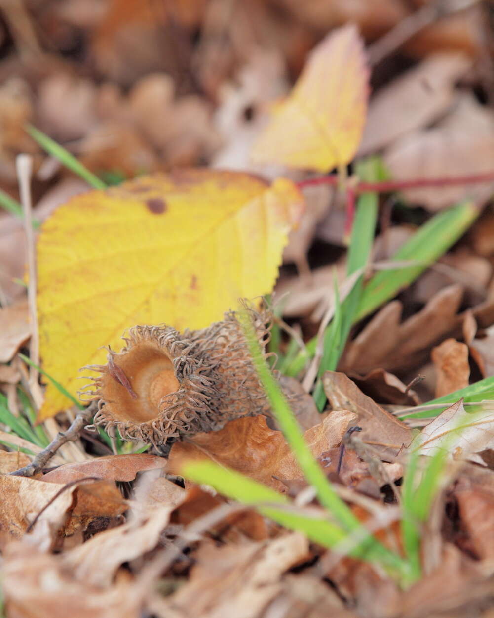 Image of European turkey oak