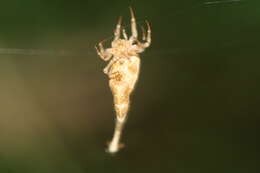 Image of Scorpion-tailed Spider