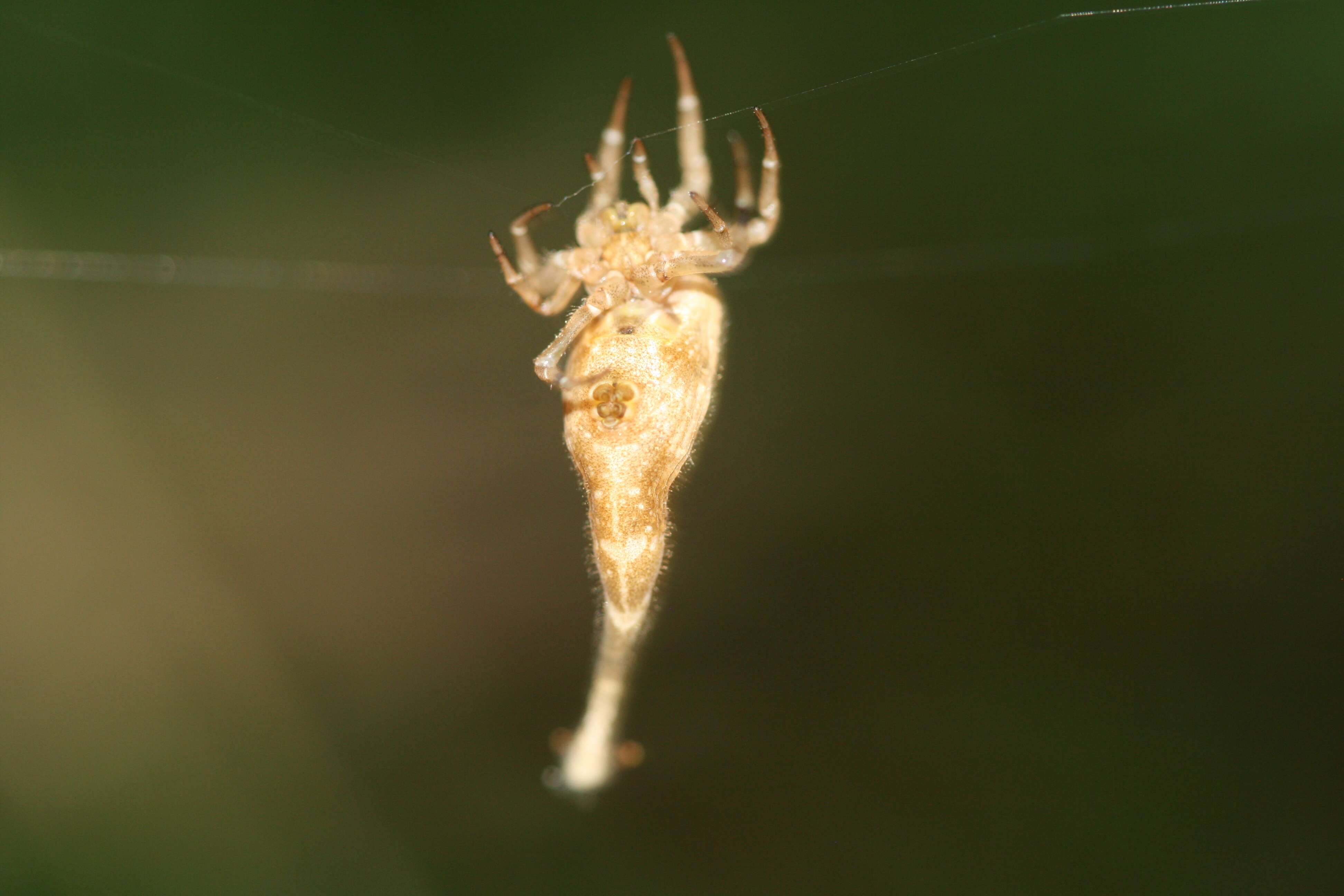 Image of Scorpion Tailed Spider