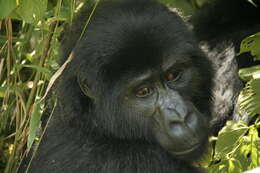 Image of Mountain Gorilla