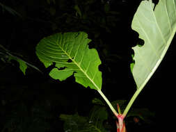 Image of Pentagonia macrophylla Benth.