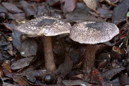 Image de Tricholoma atrosquamosum Sacc. 1887