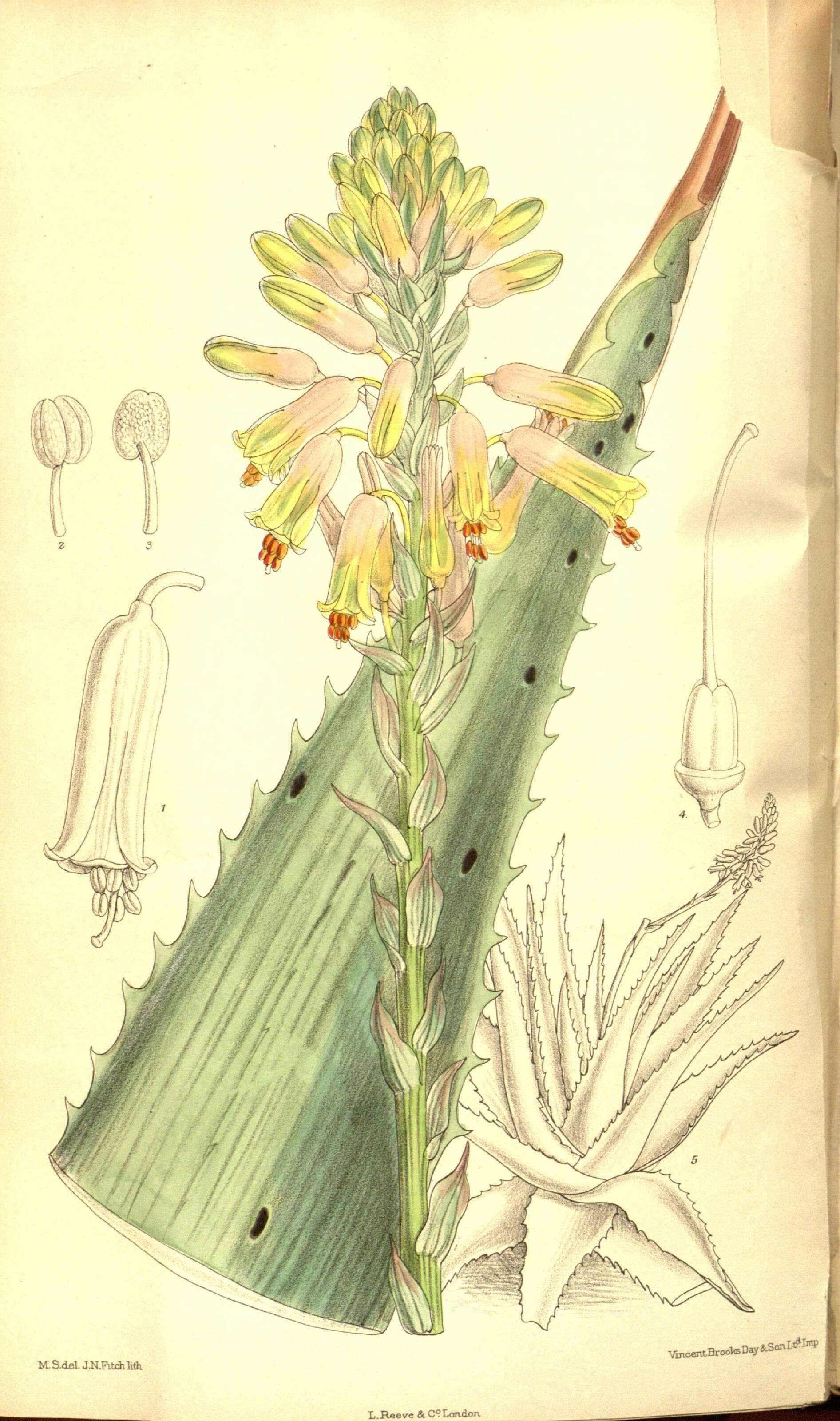 Image of Aloe percrassa Tod.