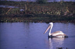 Image of pelicans