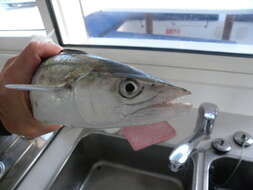 Image of School Mackerel