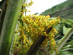 Pritchardia martii (Gaudich.) H. Wendl.的圖片