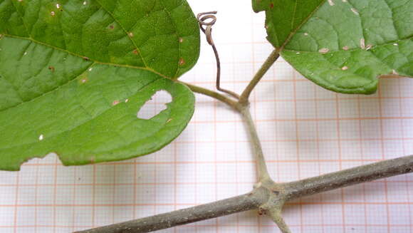 Image of Fridericia dispar (Bureau ex K. Schum.) L. G. Lohmann