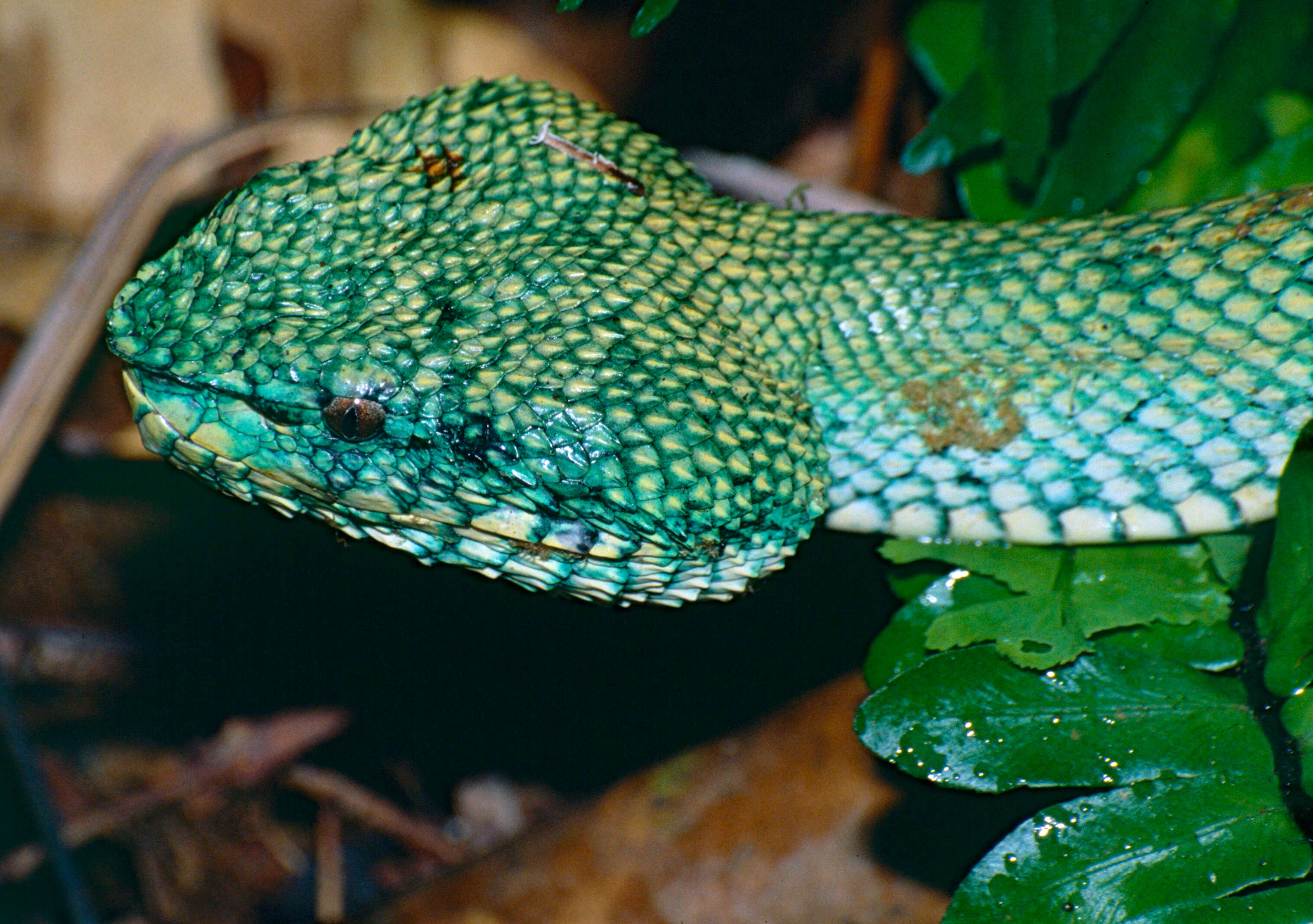 Image de Tropidolaemus subannulatus (Gray 1842)