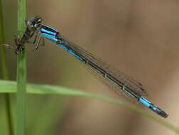 Image of bluet