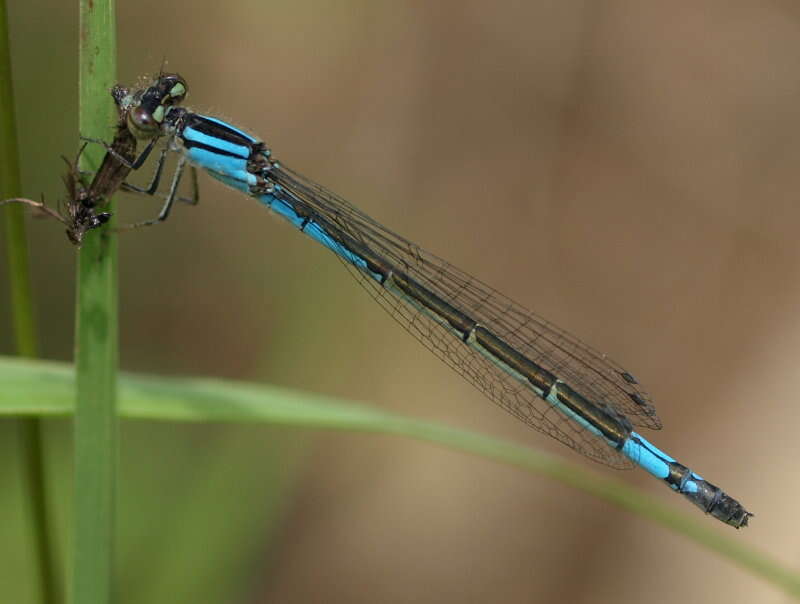 Image of bluet