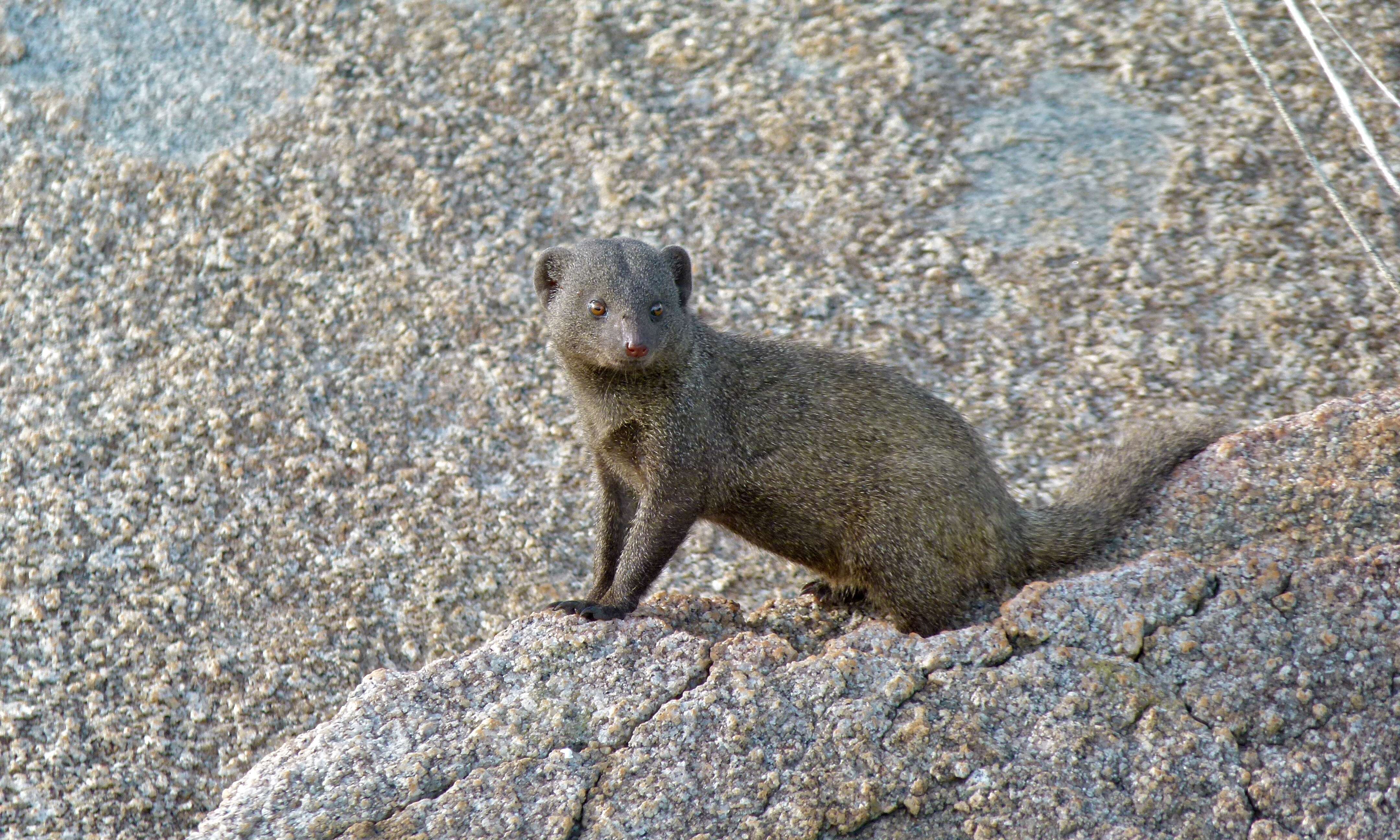 Image of Dwarf mongooses