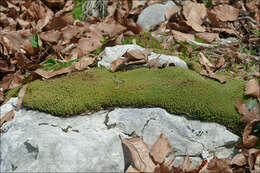 Image of tortured tortella moss