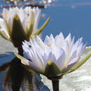 Image of Nymphaea